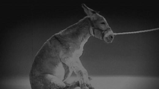 America 101: Why a Donkey for Democrats?