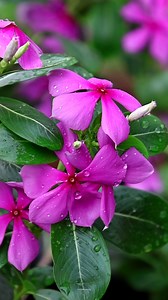 19K views · 1.3K reactions | Rose periwinkle | My Beautiful Garden | Facebook