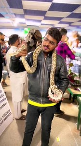 Python Snake 🐍 #anaconda #python #snake #pet #apnabirdscenter #owaiskhan #fypシ #mypet #foryou #karachi #fypシviralシ2024 | Apna Birds Center