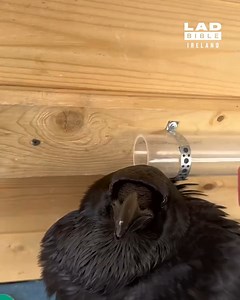 Clever raven solves a puzzle 😮👏 | LADbible Ireland