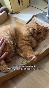 Kalau kucing ada masalah speech delay boleh hantar dekat saya. 1 slot 40k. Tahun 2029 baru ada kekosongan 🤣 #kenzo #majibu #buma #cat #kucing