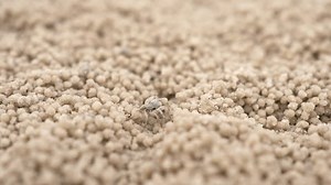 Ghost Krabbe Schaffung Sand Bubbler gemacht: Stockvideos & Filmmaterial (100 % lizenzfrei) 3933418233 | Shutterstock