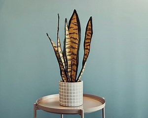 Fabric Snake Plant Sculpture - Rare Textile Sansevieria Art - Luxury Statement Piece - Etsy UK