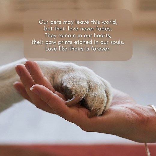 Our fur angels may be gone, but their love stays with us. 🐾✨ #AngelsChronicles #FurAngels #ForeverInOurHearts #PetLoss | Angels Funeral Events Planner