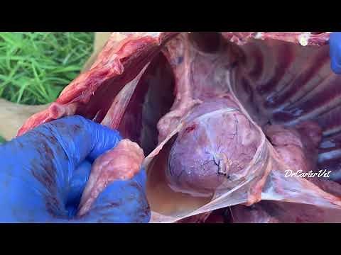 You would not believe what we found in this dead dog! | Necropsy | Dr Carter Vet #cancer #ovaries