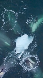 How young killer whales learn to hunt. | Nature | PBS