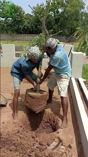 Cassia Fistula #landscaping #gardening #brownbark #garden