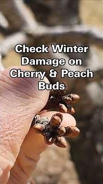 Check Winter Damage on Cherry & Peach Buds