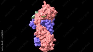 Structure of immune receptor HLA-DRB1 with vimentin bound, animated 3D cartoon and Gaussian surface models, chain id color scheme, based on PDB 4mdj, black background