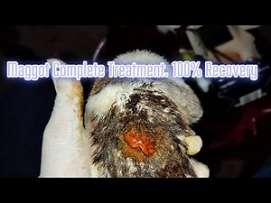 Maggot Wound Treatment in Animals: A Comprehensive Guide