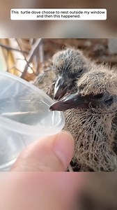 237K views · 5.1K reactions | This turtle dove choose to nest outside my window and then this happened. #birdlife #rescue #dove | The Furry Future | Facebook