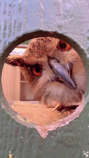 Hilarious Owl Reactions That Will Make You Laugh