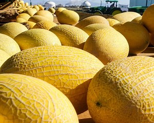 Golden Hami Melon Heirloom Seeds - Etsy