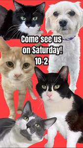 4.5K views · 63 reactions | Quincy Animal Shelter - MA on Reels | Facebook