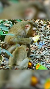 Pregnant monkey eats more for her baby inside her belly. | Monkey Magic | Facebook