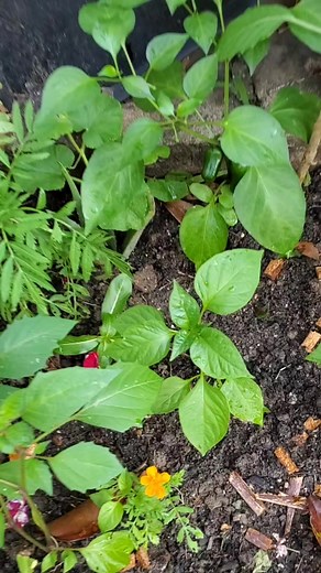 1.7K views · 26 reactions | Caminos Sin Piedras No Es Camino Con El Tiempo Aprenderás | Bonifacio Cristino | Facebook