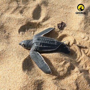 20K views · 924 reactions | Leatherback Sea Turtle | চামড়ার খোলসের...
