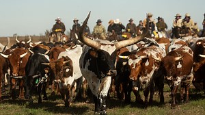 Great Florida Cattle Drive brings awareness to Florida ranches and land