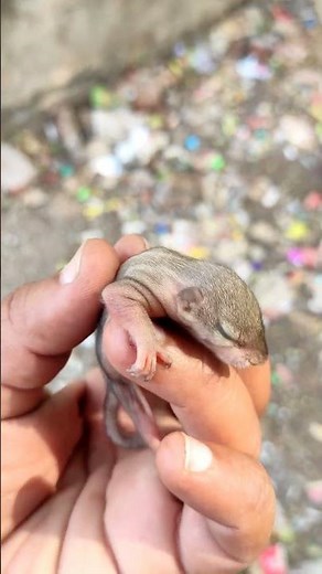 Baby Squirrel Sound 🐿️ 🐿️🐿️