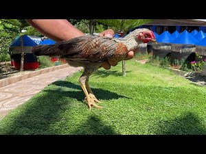 Cocks and cocks to the marking 829-475-8976