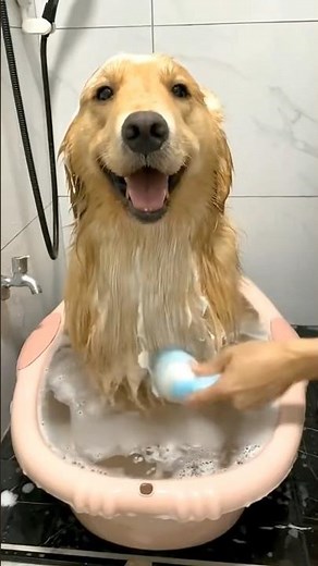 Funny Dogs Taking a Bath 😂🐕 | Cutest & Funniest Dog Reactions Ever! #funnypuppy