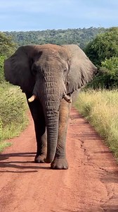 9.9K views · 69 reactions | Akagera national park  #checkourwanda #temberurwanda #safari #Rwanda | checkoutrwanda | Facebook