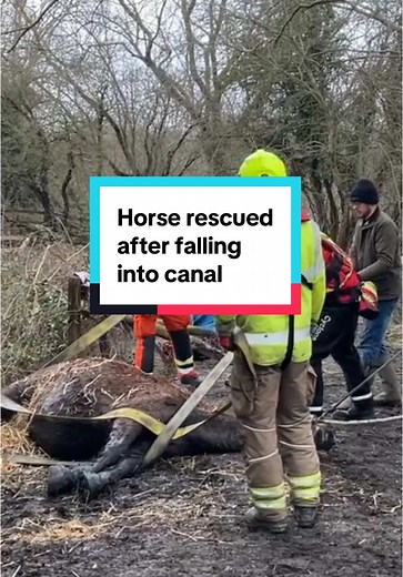 On Sunday firefighters came to the aid of a horse named Brandy who had fallen into Ashby Canal. The crew from Leicestershire Fire and Rescue Service Market Bosworth and the water rescue team used an inflatable rescue path and slide sheets to help him out of the water with the assistance of farm machinery, by which time poor Brandy was exhausted. Eventually he got back on his hooves and was helped home to his nearby stable, where Brandy was warmed by his owners and cared for by a local vet. We un