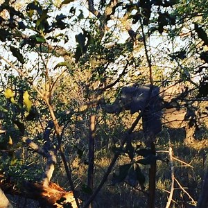 1.9K views · 92 reactions | Elephants came to visit us today! #SafariLIVE | Wildearth | Facebook