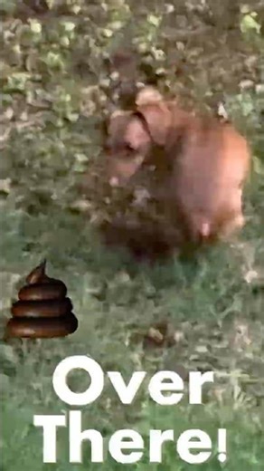 Tucker - Periscope View 🐶💩 | The Most Distant Dog Poop Ever Caught on Camera!