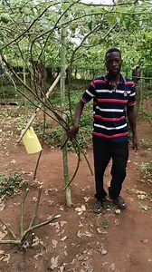 Abantu balina #emitima emibi yalabiii 😭😭😭😭 | SK MEDIA UG