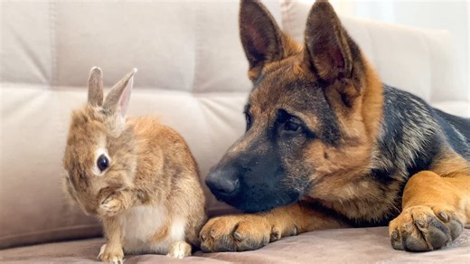 German Shepherd Puppy Reacts to how the Bunny Washing His Face | Pama 2023 | Facebook