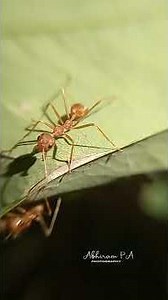 Macro videography using macro lens