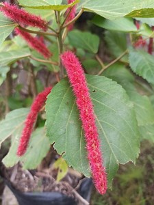 Acalypha Hispida Chenille Plant Red-hot Cattail Seeds, 100 Seeds Fast Shipping - Etsy Canada