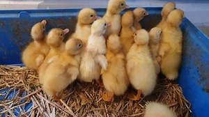 Busy newly hatched ducklings on Sunday morning.... | Trevorrick Farm Stay Holiday Cottages, Padstow, Cornwall