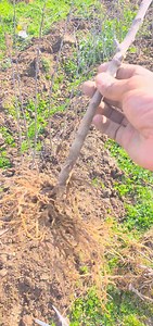 4.3K views · 32 reactions | Rootstock propagation and multiplication | MY STATE MY PRIDE | Facebook