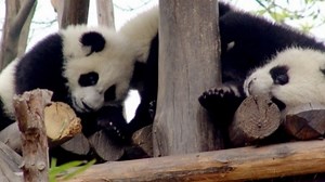 Panda-monium: Watch as Toronto Zoo makes us ‘fall’ for panda cubs all over again