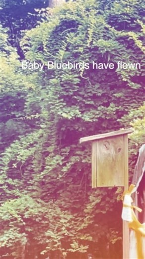 🪹The bluebirds have flown their nest at Winterpast Farm in Wake Forest NC‼️Farmer Mary has enjoyed watching them grow. 🌲Over 20 years ago when Farmer Mary was newly divorced and starting to search for a new home for herself and her two young sons they came across the farm. Farmer Mary was then a corporate wife and stay at home mom. Every time they visited the farm to dream about their future there they would see bluebirds. After buying the farm and starting what would be a big collection of an