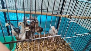 Eid Mubarak | shamo and Aseel chicks #aseel #shamo #pakistan #chicks #india #jaipur #nepal #lahore | Smart Fancy Farm