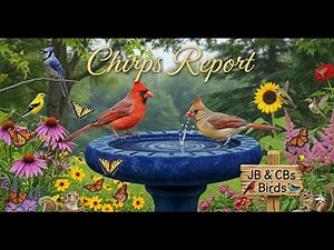Chirps Report - Sunday Edition for November 2, 2025