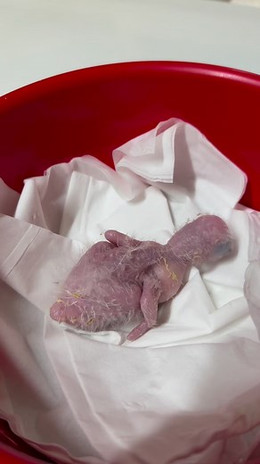 10 day old Black headed Caique .. Fat and content | Grampians 'Feathers n Things'