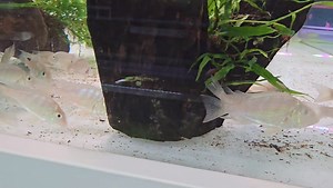 Geophagus Altifrons in store!! | Aquatico Aquarium