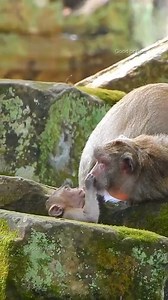 1.4K views · 77 reactions | Poor Jazzy hunger milk from Jane! but Jane scared of Two big guys! | Good Or Bad | Facebook