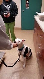 Dexter is a beautiful Pittie who came to us as a stray. Due to his large black and white spots, he looks like a mini cow! Dexter is a happy-go-lucky boy. He walks great on a leash and rides nicely in a car. He very friendly with people, even strangers. He is neutered, vaccinated, had a blood/parasite screening, is micro chipped, and he appears to be housebroken. Our vet believes he is 4-5 yrs old. Everyday he is acclimating better and making more canine friends, but he is not good with cats. Dex