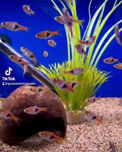 42 reactions | Wild caught Harlequin Rasbora ❤️ #grosvenortropicals #lisburn #aquarium #freshwateraquarium #aquaticshop #Harlequin #rasboragalaxy | Grosvenor Tropicals | Facebook