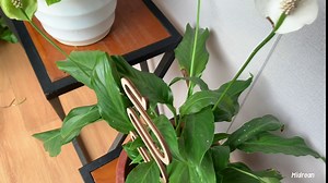 Indoor Small Plant Trellis - 23'' Moon Shape Trellis for Climbing Plants, Sturdy Houseplant Trellis, Indoor Garden Trellis for Plant Support, 2022 Upgrade Trellis for Potted Plants