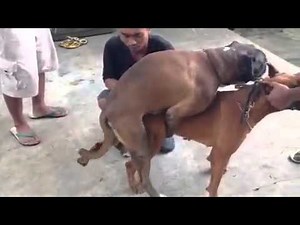 BOXER MATING