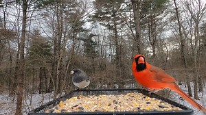 135 reactions | Northern Cardinals and Dark-eyed Junco | Critter Cam | Facebook