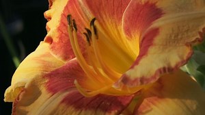 Lily Lilliumlilium Genus Herbaceous Flowering Plants Stock Footage Video (100% Royalty-free) 1034480219 | Shutterstock