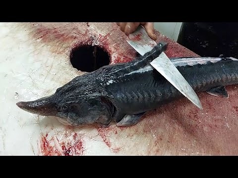 FISH CUTTING - Cleaning & Filleting Sturgeon