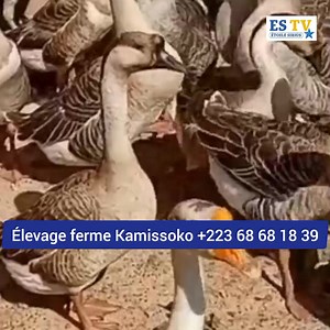 14K views · 314 reactions | Élevage Oie | ES-TV | Facebook